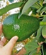 Cloud Farm Hybrid Avocado Plant - 200 mm CF731