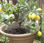 Earth Angels Lemon PlantLebu PlantSaraswati Gardens Tropical Rare Exotic fruit