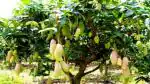 Platone Mango Plant Dasheri Mango Hybrid Plant For Outdoor Garden