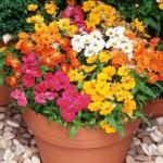 PARYAVARAAN flower Seeds - nemesia Hybrid flower Seeds For home Gardening (200 SEEDS)