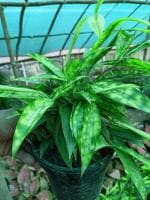 Online Plant Bazar Multicolor Yellow Variegated Bamboo Indoor Live Plant