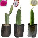 Cloud Farm Dragon Fruit Combo Pack of All Three- 3 Varieties- Yellow Skin, Pink Skin but White Flesh and Pink Skin with Pink Flesh. Hybrid Rooted Dragon Saplings. [Pack of 3]