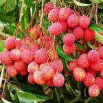 Online Plant Bazar Red Litchi Grafted Live Plant