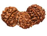 Feel Touch Mart Trijuti Best Nepal Origin Rudraksha Bead with Lab Certification