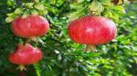 Platone Pomegranate Plant KFM48