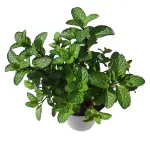 HN Organics Mint / Pudina Plant With Pot