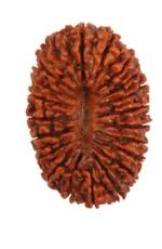 Feel Touch Mart 21 Mukhi | 21 Face Nepal Rudraksha 21 with Silver Pendent Nepali Ekkis Mukhi Rudraksha Best Brown Bead Twenty one Face Rudraksha For Men & Women By Lab Certified