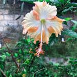 PYANABI HIBICUS FLOWER PLANT HYBRID MULTI COLOR 17 INCH TEAL EV166