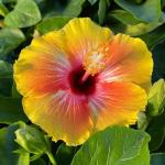 Cloud Farm Hybrid Yellow Red Combine Hibiscus Plant - 200 mm CF_A174