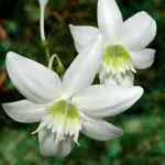 PARYAVARAAN Eucharis Lily/Amazon Lily Beautiful White Flower Bulbs for Home Gardening (Pack of 10 Bulbs)