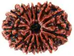 SHIVOHAM Brown Wood 13 Mukhi Rudraksha