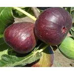 Cloud Farm Original Poona Variety All Time Anjeer Fig Plant, Hybrid Dumur, Air Layered Plant (Fruit After 6 Month),CF_T96