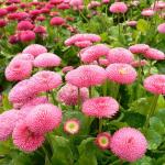 Plantogallery Green English Daisy Mixed Colour Flower Seed (Pack Of 10) | Outdoor Decor| Lawn and Garden| Garden| | Home Accessory| Home Decors| Lawn Accessory| Garending Accessory| English Daisy Mixed Colour Flower Seed|