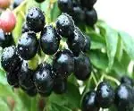 Online Plant Bazar Black Jamun Java Plum Live Plant