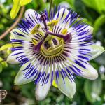 ONLINE PLANT BAZAR PASSION FLOWER/RAKHI FLOWER PLANT(PACK OF-1)