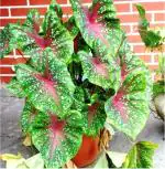 PARYAVARAAN Caladium Seeds Mixed pack of 1 bulbs