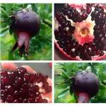 Cloud Farm BLACK Pomegranate plant 