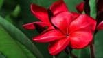 Cloud Farm Hybrid Plumeria Plant - 200 mm CF39