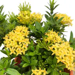 Ashokavanam Ixora Dwarf Plant (Yellow)