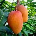 GREEN LINE Nursery Rare Carabao Mango Grafted 2 feet variety Healthy Live Plant New variety for Outdoor Garden Plant (Hybrid, Pack of 1)