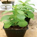 Kapebonavista STEVIA SAPLING PLANTS, STEVIA REBAUDIANA, HONEY LEAF PLANT, SWEET CHRYSANTHEMUM, SWEETLEAF STEVIA, SUGARLEAF