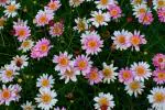 PARYAVARAAN English Daisy Flower Seeds Fresh Seeds Easy To Grow, Suitable For Winter Season (50 Seeds Pack)