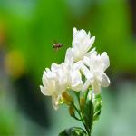 PLATONE Jasmine Plant_Jasmine Plant fd RB y(y81