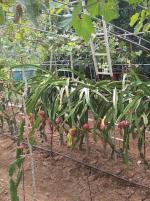 Cloud Farm Pink Dragon Fruit Healthy Plant[CF040]