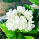 Cloud Farm Hybrid and Arabian Double Jasmine Plant - 200 mm CF 3939251