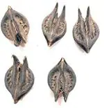 Tamransh Herbocure Bat Head Rood Seed, Devil Pods, Evil Pods 5 Seeds