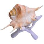 BOVZEN Panchmukhi Blowing Sankh and Folding Wooden Stand