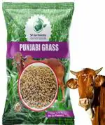 SRI SAI FORESTRY Pujabi Grass Seeds High Yield, Multi Cut Grass Seed for Cow