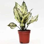 Online Plant Bazar Multicolor Aglaonema Live Plant-A3