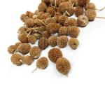 Dirghaanshi Gorakhmundi, Sphaeranthus Indica,Gorkmundi,East Indian Globe Thistle (Pack of 250gm)