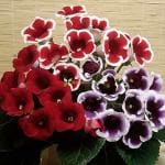PARYAVARAAN Gloxinia Bulbs Seeds Pack of 5 Bulbs