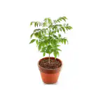 EverSneh Real Live LIVE KADI PATTA PLANT,MURRAYA, CURRY LEAVES, MEETHI NEEM, SWEET NEEM,LIVE CURRY PLANT