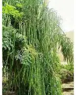 Variety House 500 Drumstick Seeds for Plantation