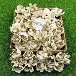 CRAFTWAFT Brown White Handmade Bird of Paradise Shola Flower 30Pcs GiftPack(2.5In Length) White, Brown Bird of Paradise Artificial Flower (2.5 inch, Pack of 30, Single Flower)