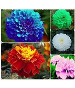 Nooelec Seeds India E Garden Marigold Flower Seeds 5 Colours Combo Pack -100+ Seeds - Blue, Red, Pink, Yellow, White - 20+ Seeds Of Each Colour.