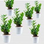 Garden Art White Round Indoor Outdoor Gamla Grower Nursery Plastic Flower Pots pack of 6