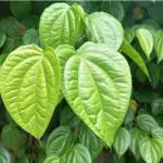 Hug A Plant Vettila/Betel (Piper Betle) Leaf (Magai Paan)/Betel (Piper Betle) Leaf (Magai Paan) Ornamental / Medicinal Live Plant (Home & Garden)
