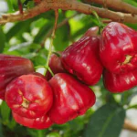 Ashokavanam Water apple red plant (Jambu Gulabijamichettu)