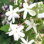 Odiplantz True jasmine Live Plant