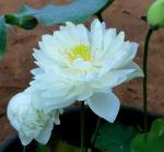 Indian Gardens Lotus Live Plant Rare Peony Fairy code 8