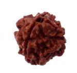 Feel Touch Mart 4 Mukhi Rudraksha Original Certified Amazing Bead for Men & Women