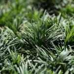 Ashokavanam Lily Turf Dwarf (Liriope muscari var minutum) Plant