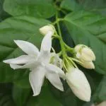 Cloud Farm Arabian Jasmine Double Petal Healthy Flower Plant CF[98016]