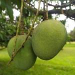 Cloud Farm Hybrid Himsagar or Kishan Bhog Mango Plant - 200 mm CF1015