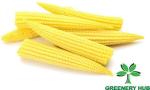 Greenery Hub Organic Baby Corn Seeds (10 Per Packet)