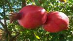 Corofitam Pomegranate Plant Rare Giant Pomegranate Fruit Plant